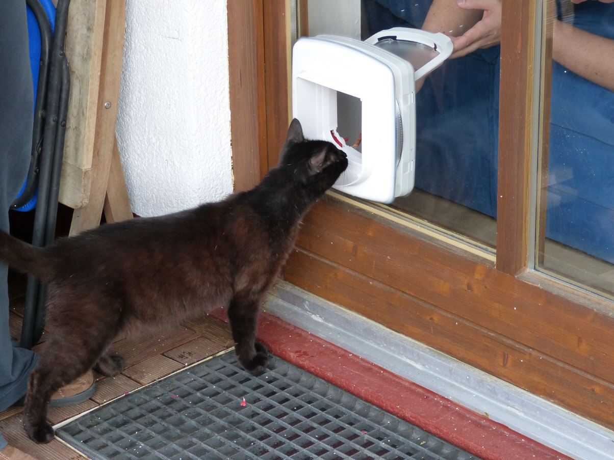 Katzenklappe glastür zu Top-Preisen - Seite 3